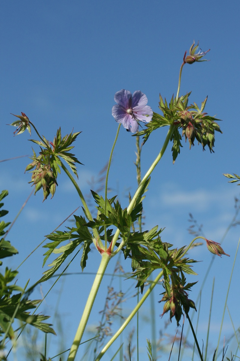 Изображение особи Geranium pratense.