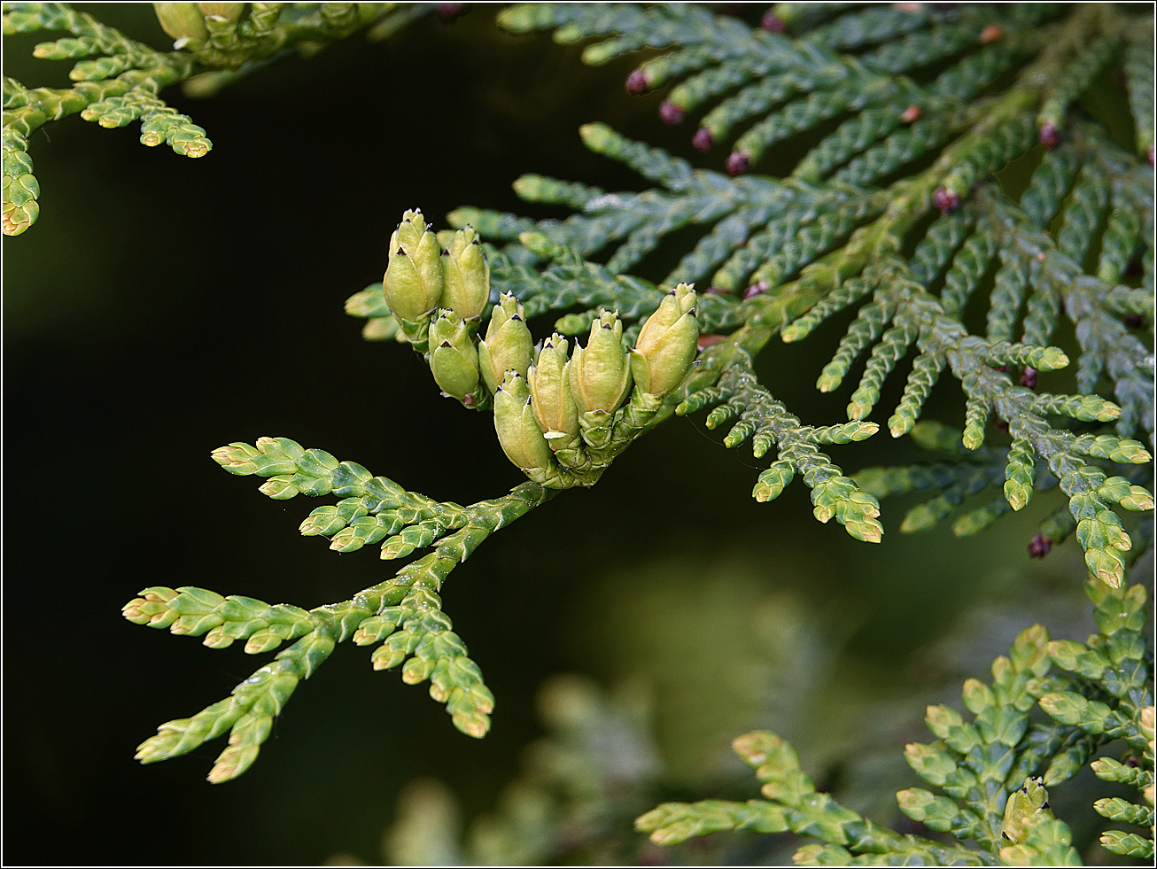 Image of Thuja occidentalis specimen.