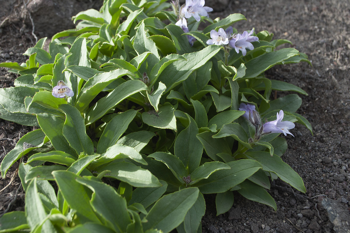 Image of Pennellianthus frutescens specimen.