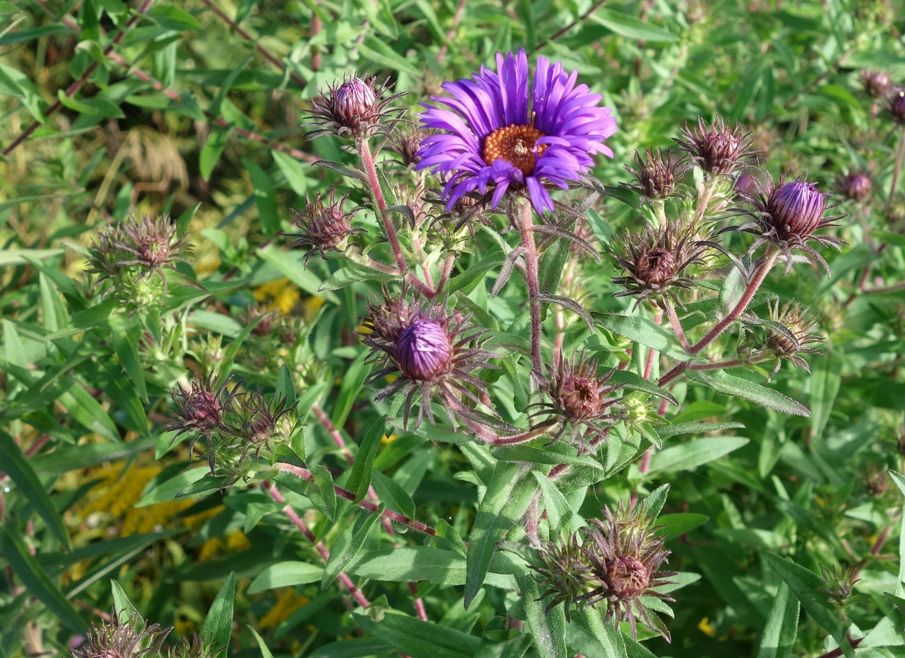 Image of Symphyotrichum novae-angliae specimen.