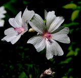 Malva moschata