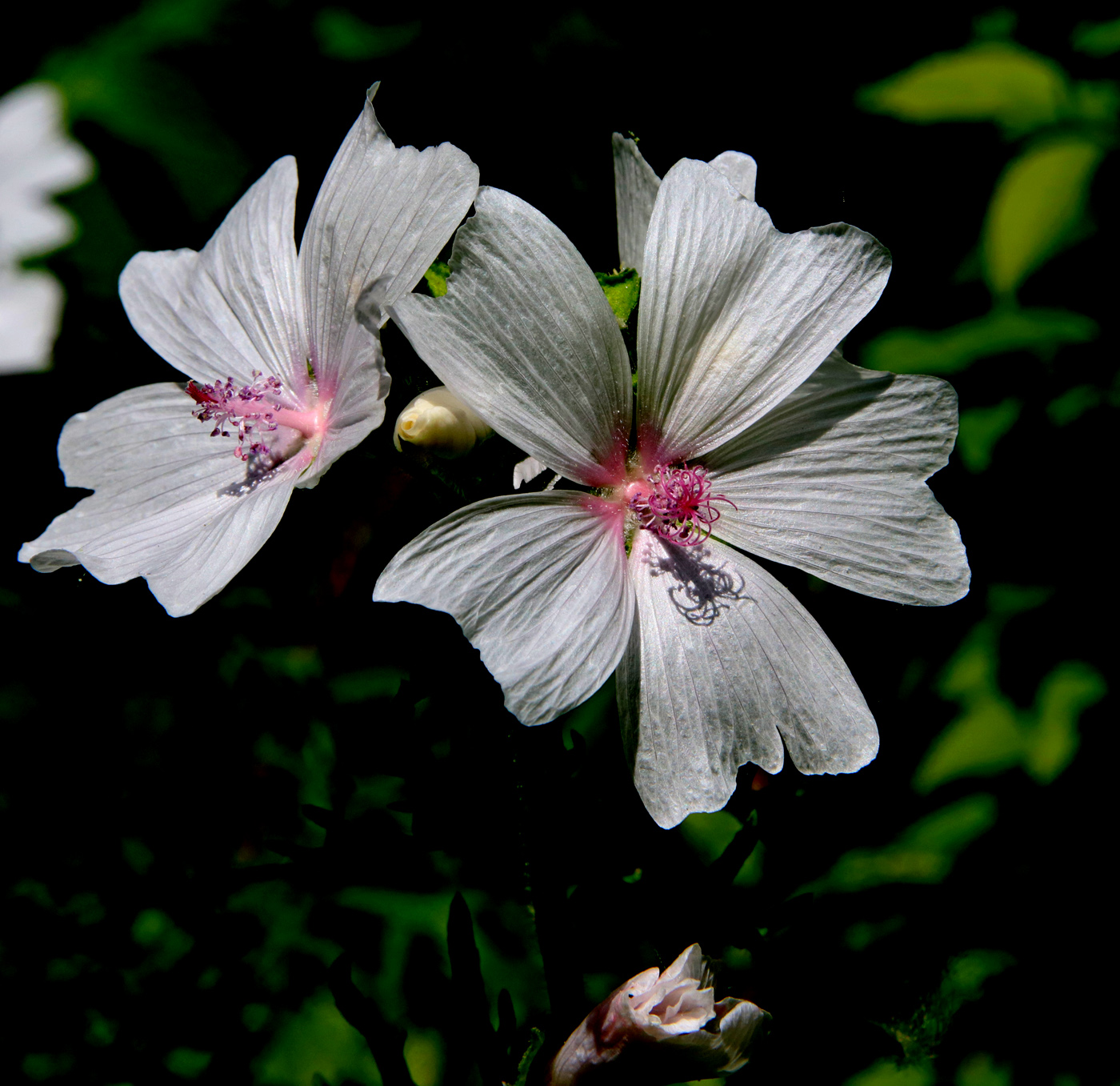 Изображение особи Malva moschata.