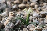 Juno austrotschatkalica
