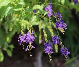 Duranta erecta