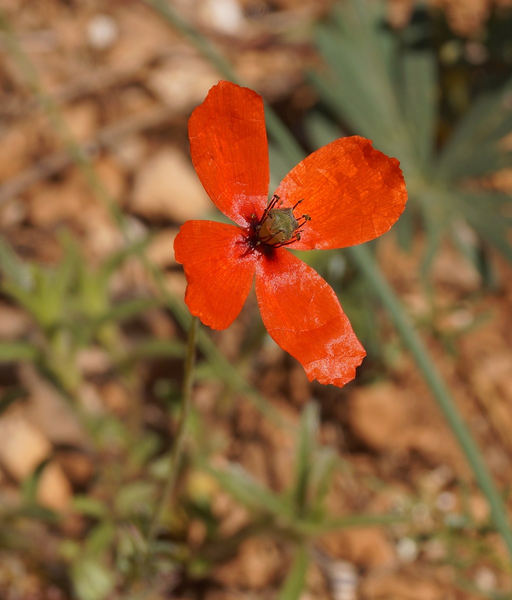 Изображение особи род Papaver.