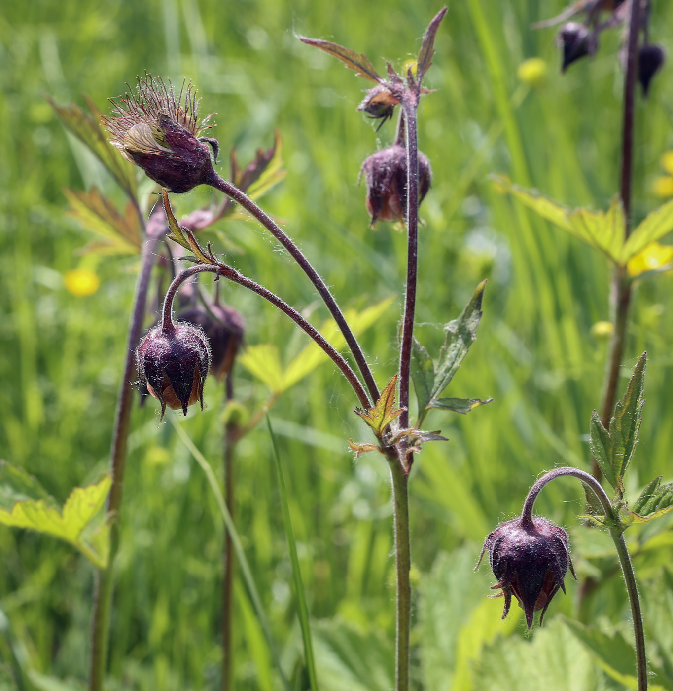 Image of Geum rivale specimen.