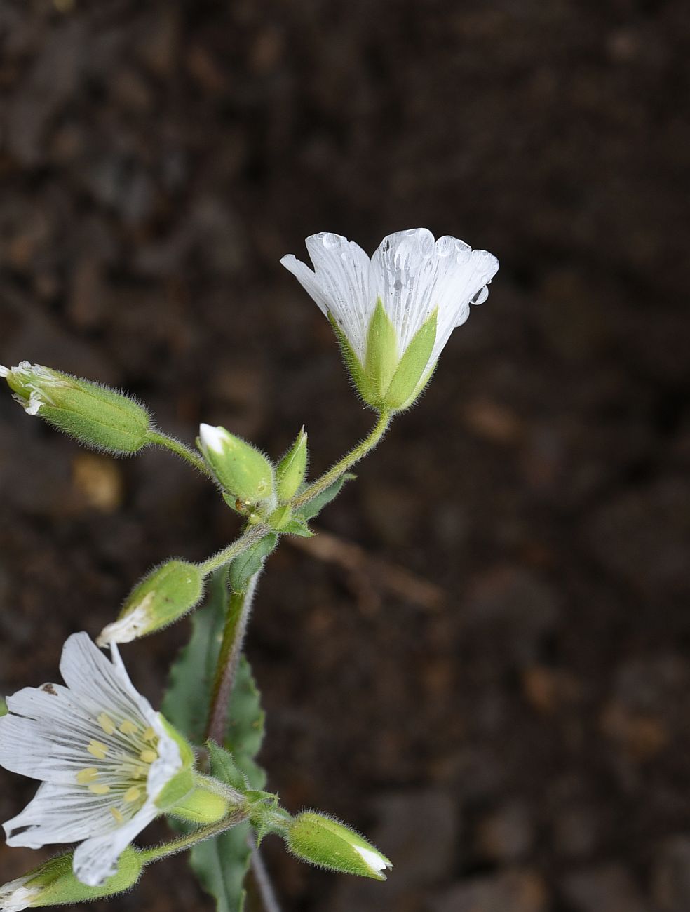 Image of Cerastium multiflorum specimen.