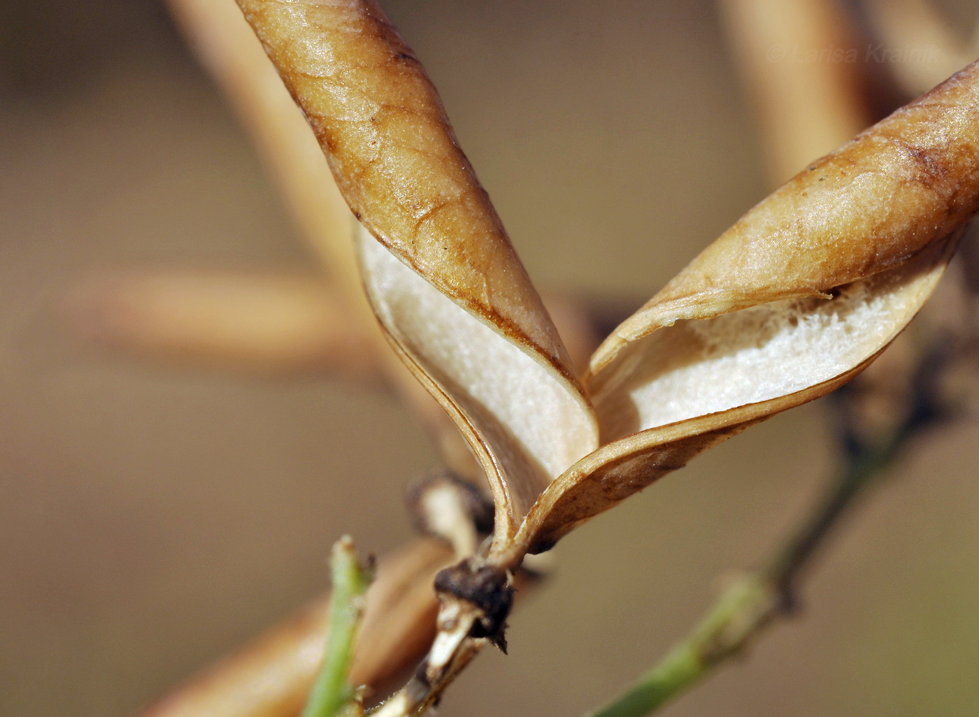 Image of Vicia unijuga specimen.