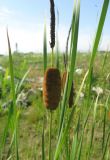Typha laxmannii. Верхушка плодоносящего растения. Томск, на старой свалке. 08.08.2009.