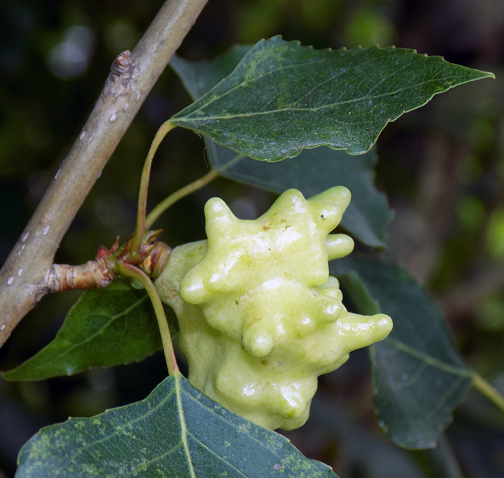 Image of Populus nigra specimen.