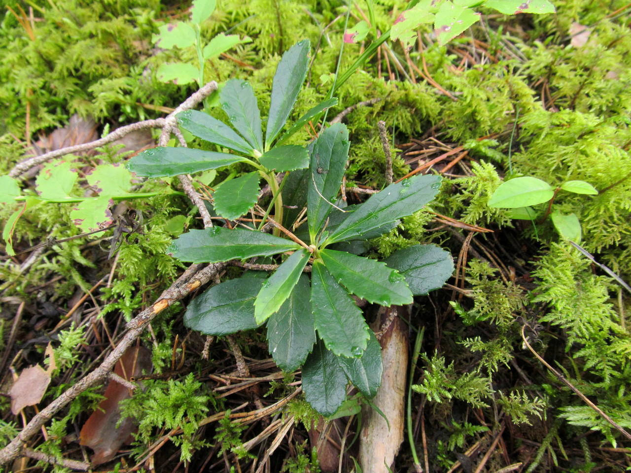 Изображение особи Chimaphila umbellata.