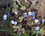 Hepatica transsilvanica