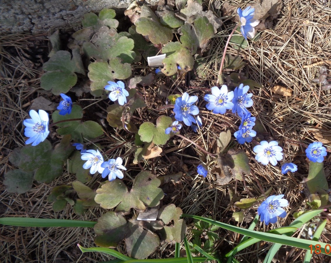 Изображение особи Hepatica transsilvanica.