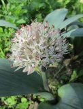 Allium karataviense