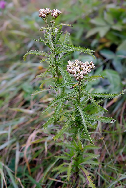 Изображение особи Achillea ptarmicoides.