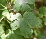 Humulus lupulus. Лист. Кабардино-Балкария, Эльбрусский р-н, Тызыльское ущелье, окр. минерального источника, заросли на правом берегу реки. 25 июля 2022 г.