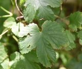 Humulus lupulus. Лист. Кабардино-Балкария, Эльбрусский р-н, Тызыльское ущелье, окр. минерального источника, заросли на правом берегу реки. 25 июля 2022 г.