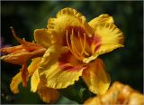 Hemerocallis × hybrida