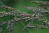 Calamagrostis epigeios