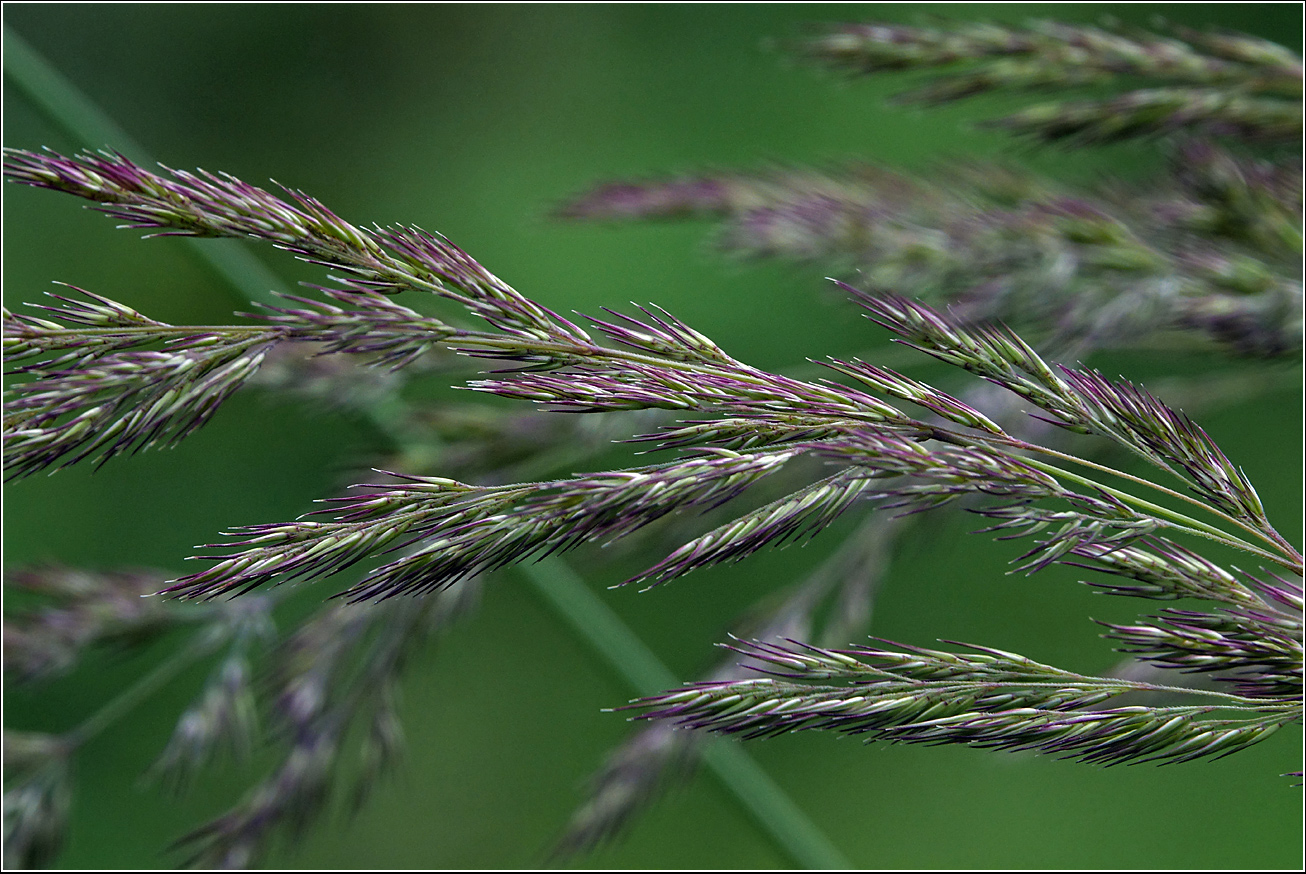 Изображение особи Calamagrostis epigeios.