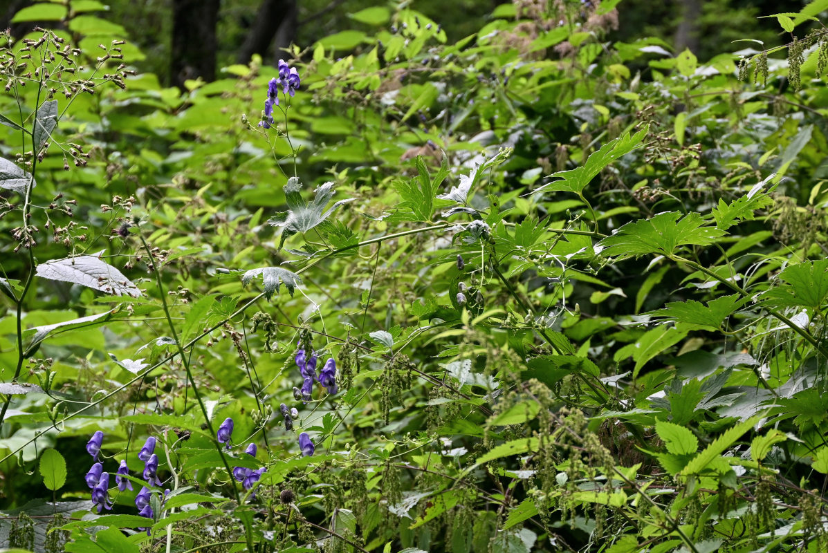 Изображение особи Aconitum sczukinii.