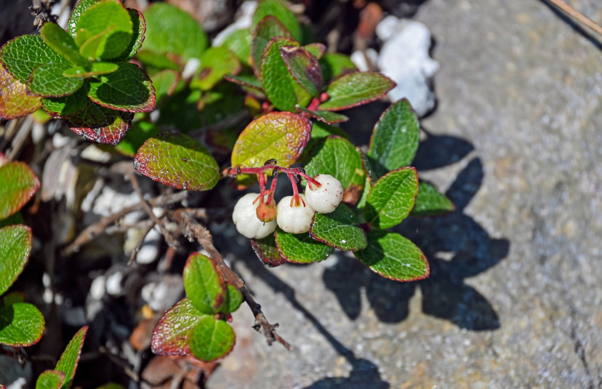 Image of Gaultheria miqueliana specimen.