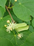 Tilia amurensis