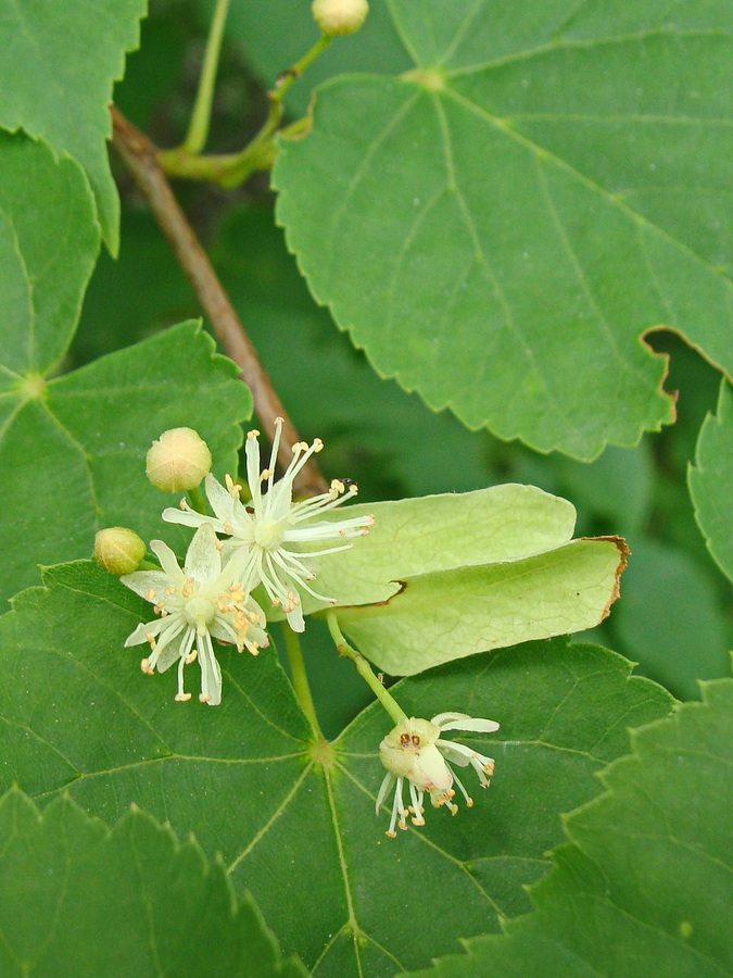 Изображение особи Tilia amurensis.