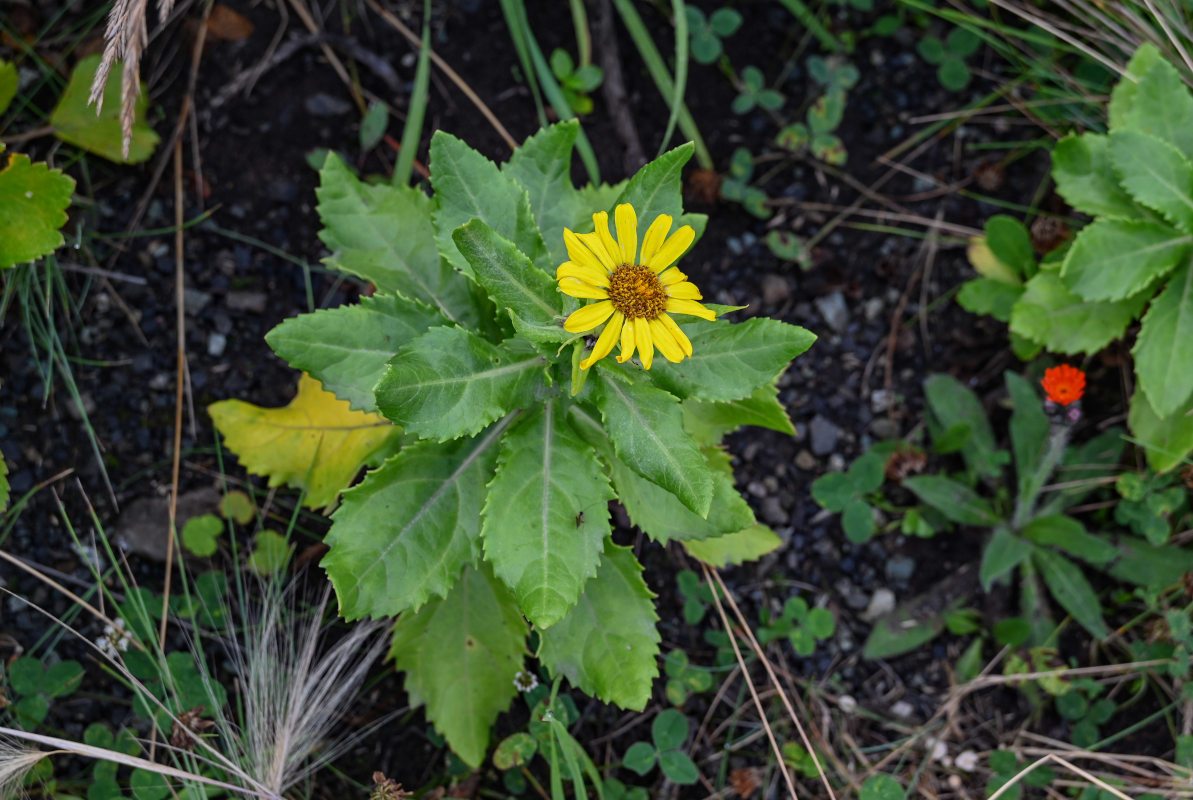 Image of Senecio pseudoarnica specimen.