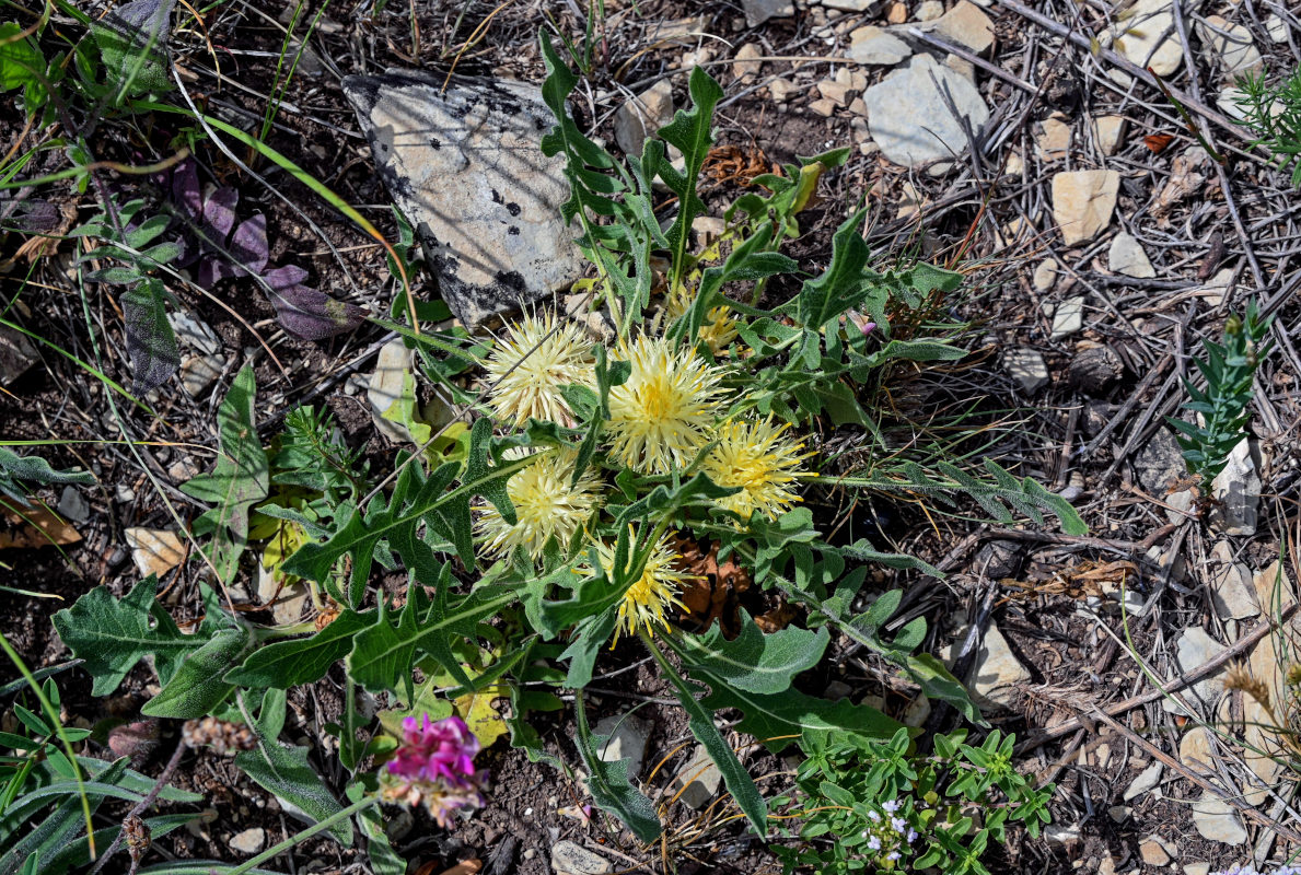 Image of Centaurea rhizanthoides specimen.