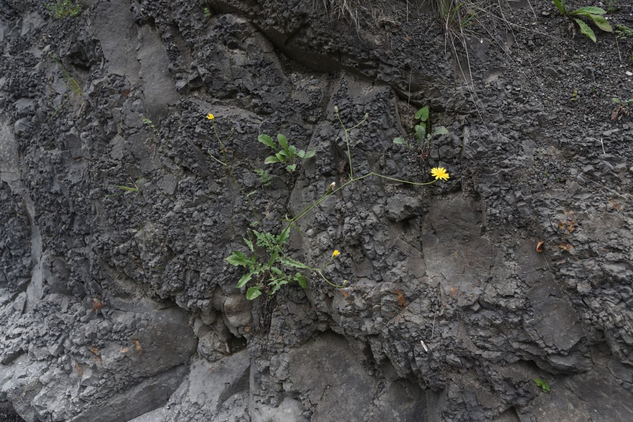 Изображение особи семейство Asteraceae.