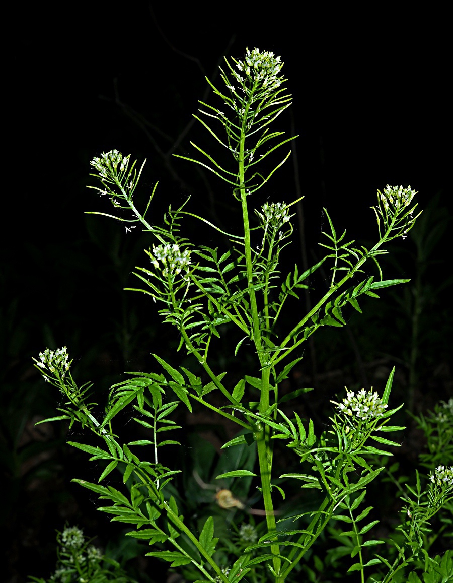 Image of Cardamine impatiens specimen.