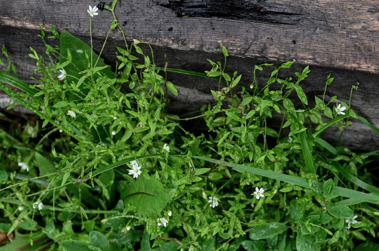 Изображение особи род Stellaria.