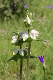 Phlomoides labiosa