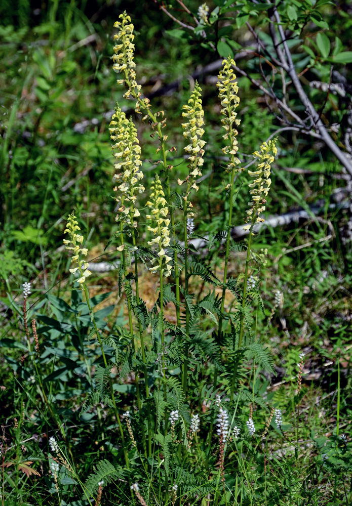 Изображение особи Pedicularis incarnata.