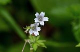 Geranium krylovii. Соцветие. Красноярский край, Берёзовский р-н, национальный парк \"Красноярские Столбы\", долина руч. Лалетина, опушка смешанного леса. 05.06.2022.