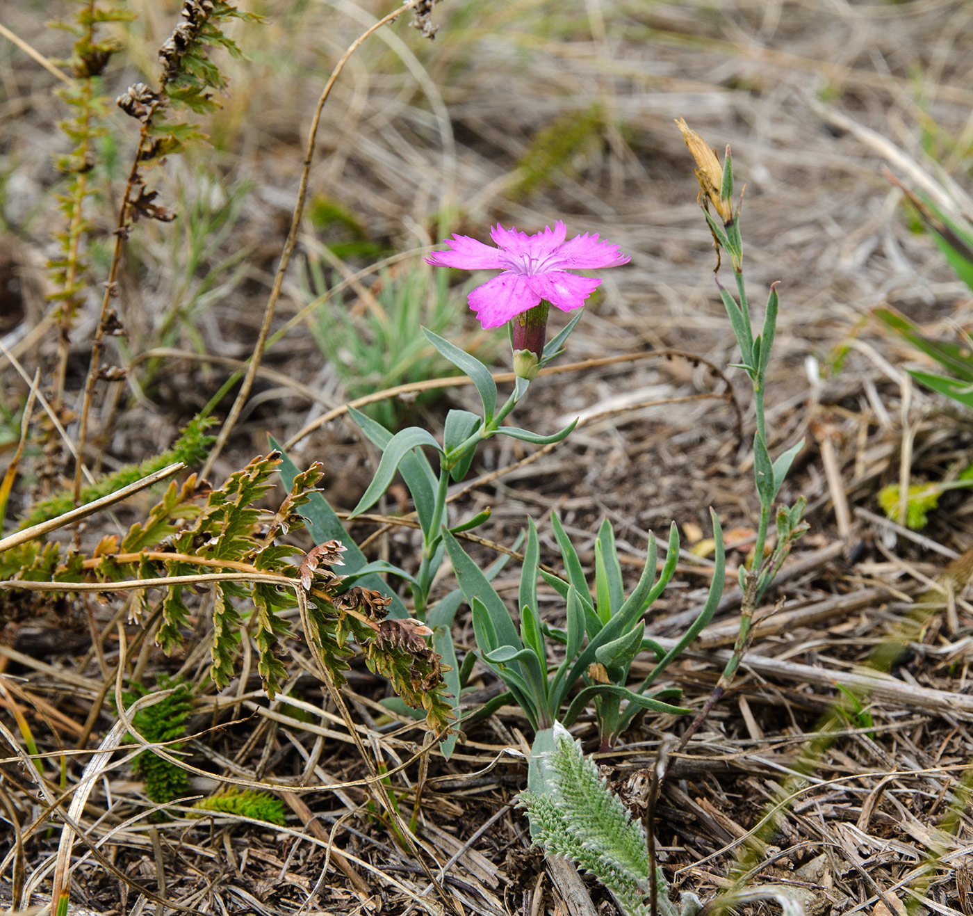 Image of Dianthus versicolor specimen.