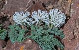 Cysticorydalis fedtschenkoana. Цветущее растение. Киргизия, Ошская обл., Памир, Заалайский хр., гребень пика Петровского, ≈ 4000 м н.у.м., каменистый склон. 05.07.2022.