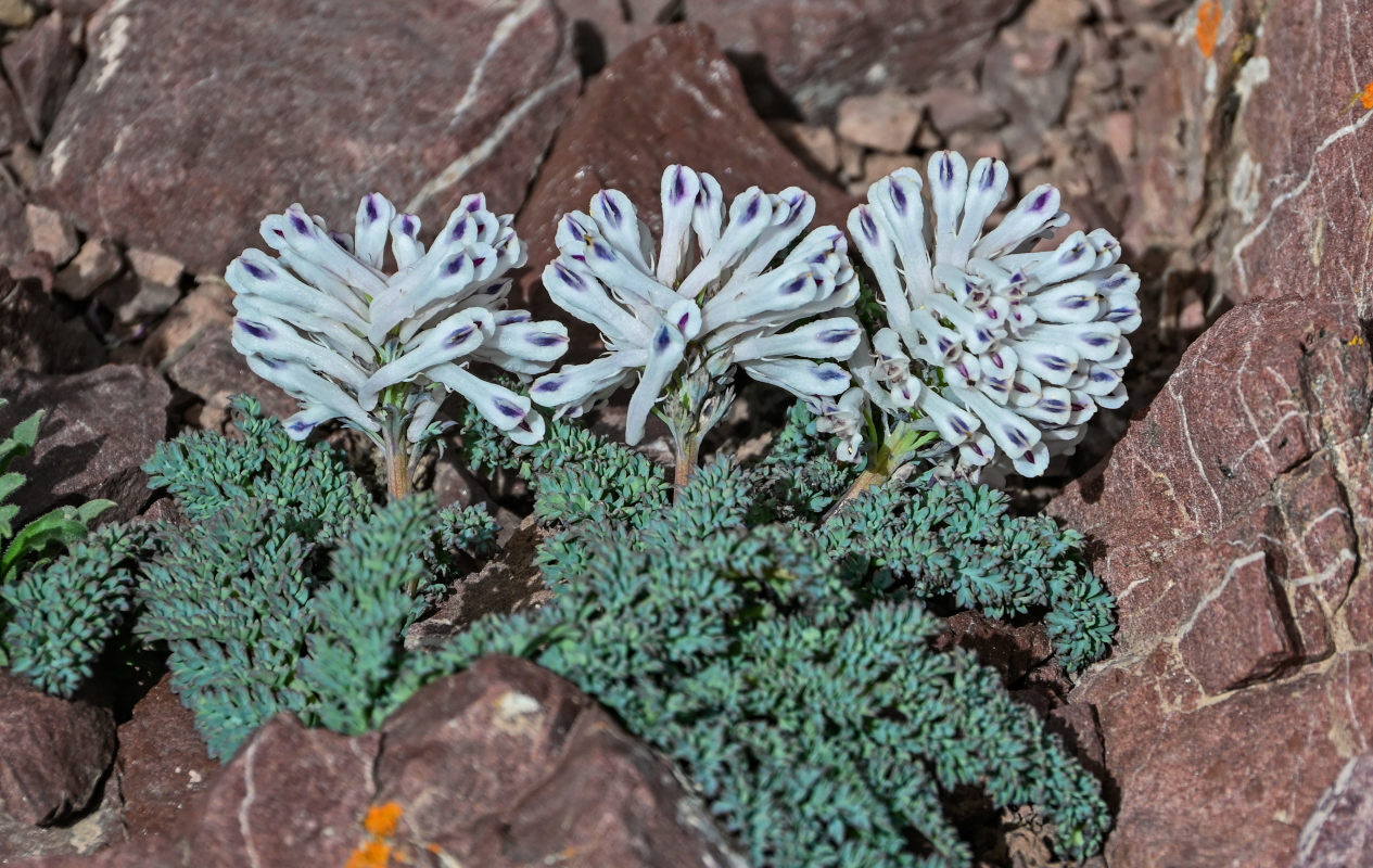 Image of Cysticorydalis fedtschenkoana specimen.