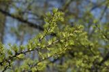 Larix sibirica