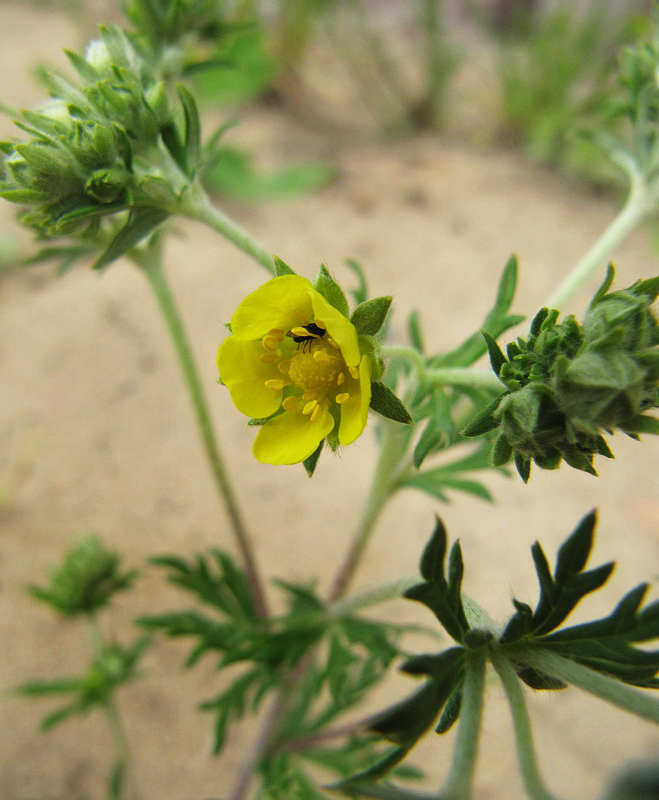 Image of Potentilla argentea specimen.