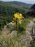 Asphodeline lutea. Верхушка цветущего растения. Краснодарский край, г/о Сочи, Хостинский р-н, Орлиные скалы, на обрыве. 30.04.2022.