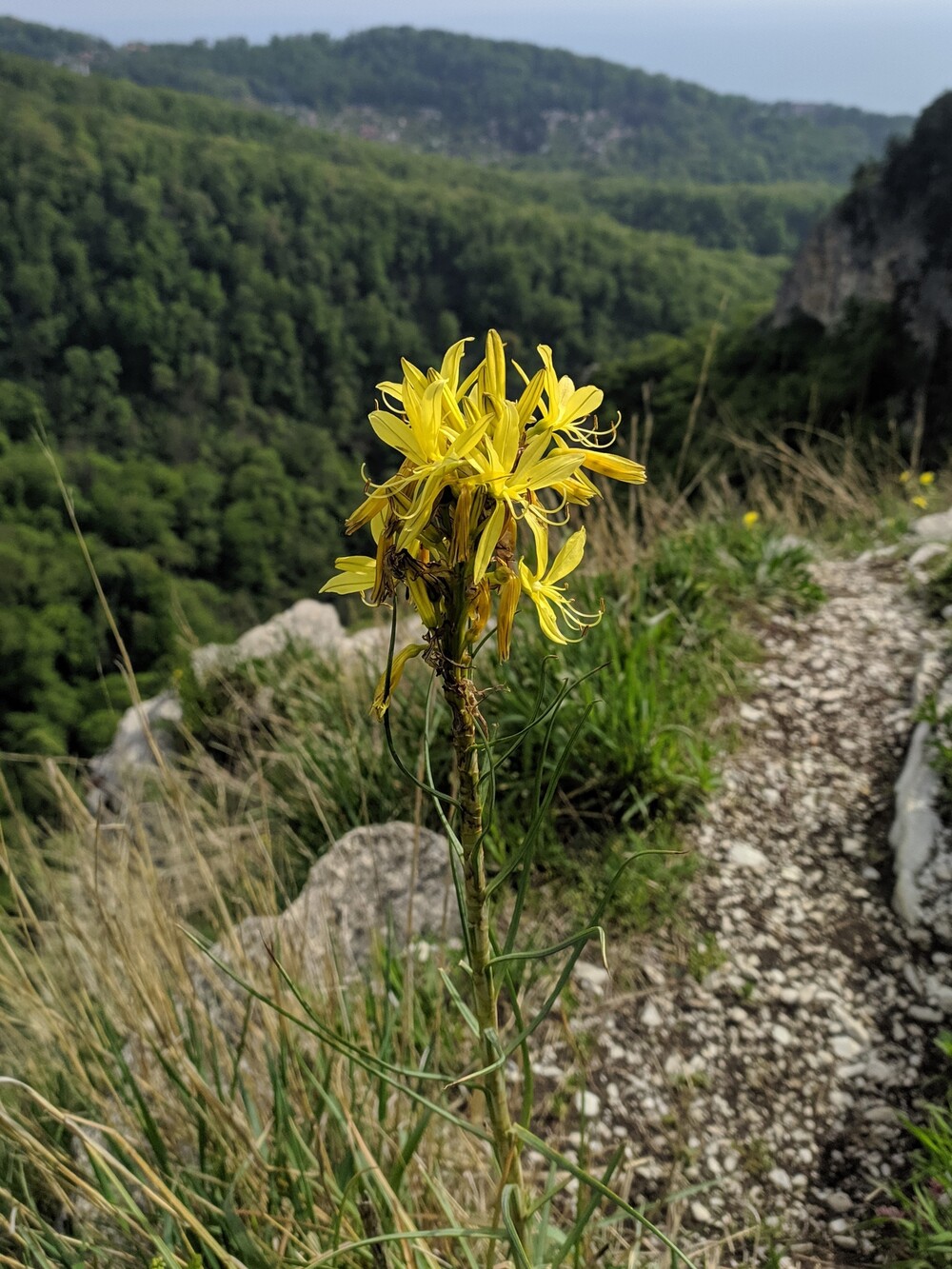 Изображение особи Asphodeline lutea.