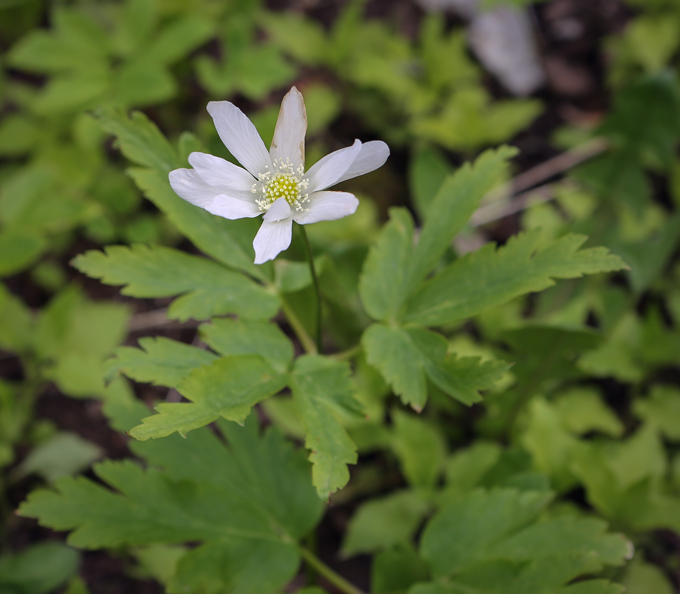 Image of Anemone altaica specimen.