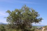 Amygdalus spinosissima
