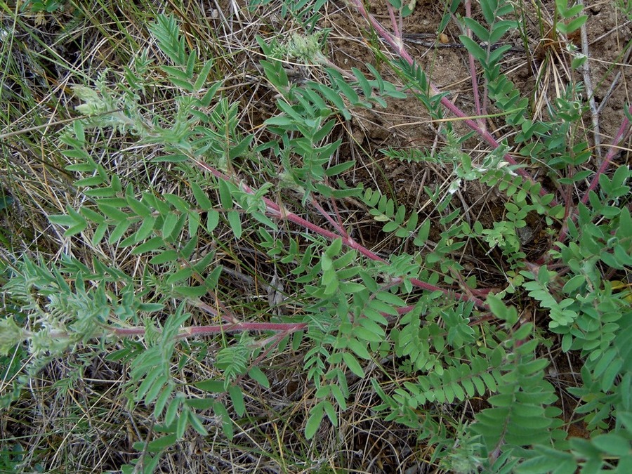 Изображение особи Oxytropis pilosa.