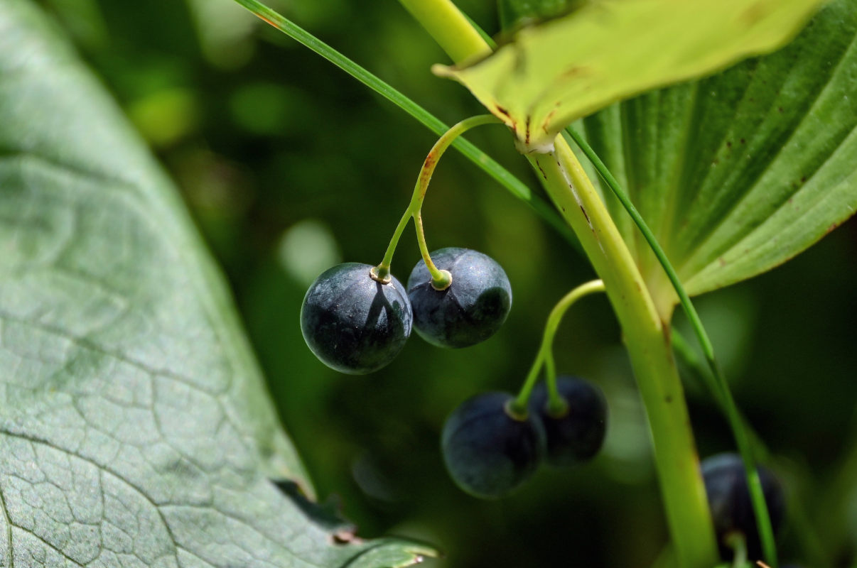 Изображение особи Polygonatum maximowiczii.