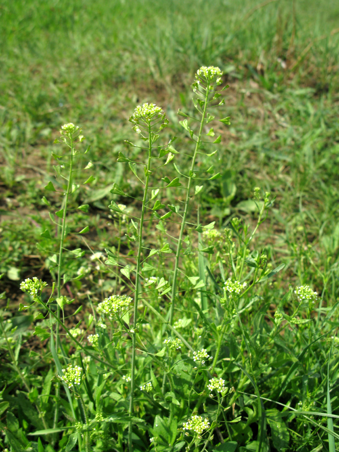 Изображение особи Capsella bursa-pastoris.