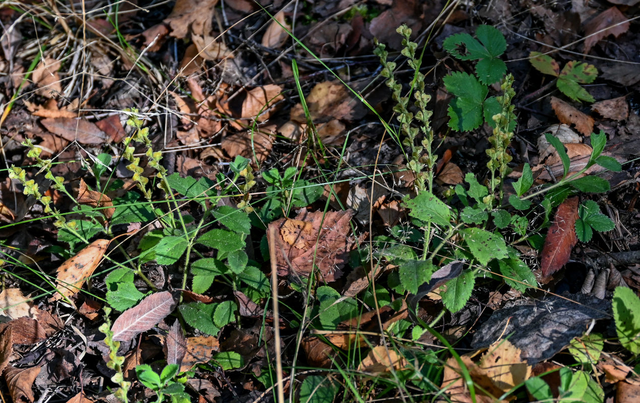 Image of Veronica officinalis specimen.