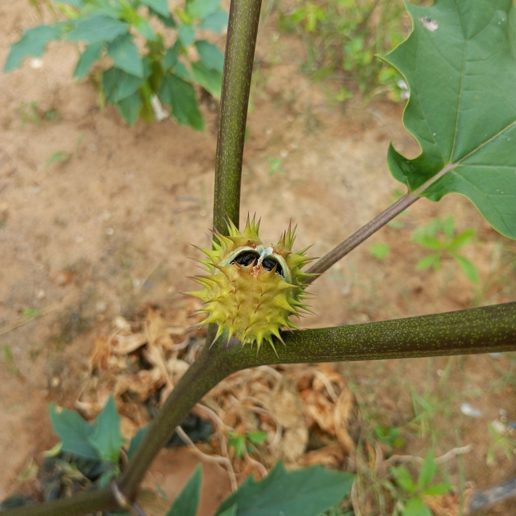 Image of Datura stramonium var. tatula specimen.